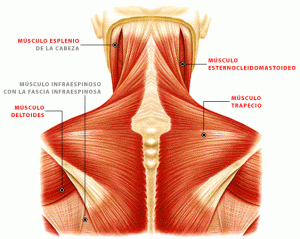 anatomía de la musculatura del cuello y hombros