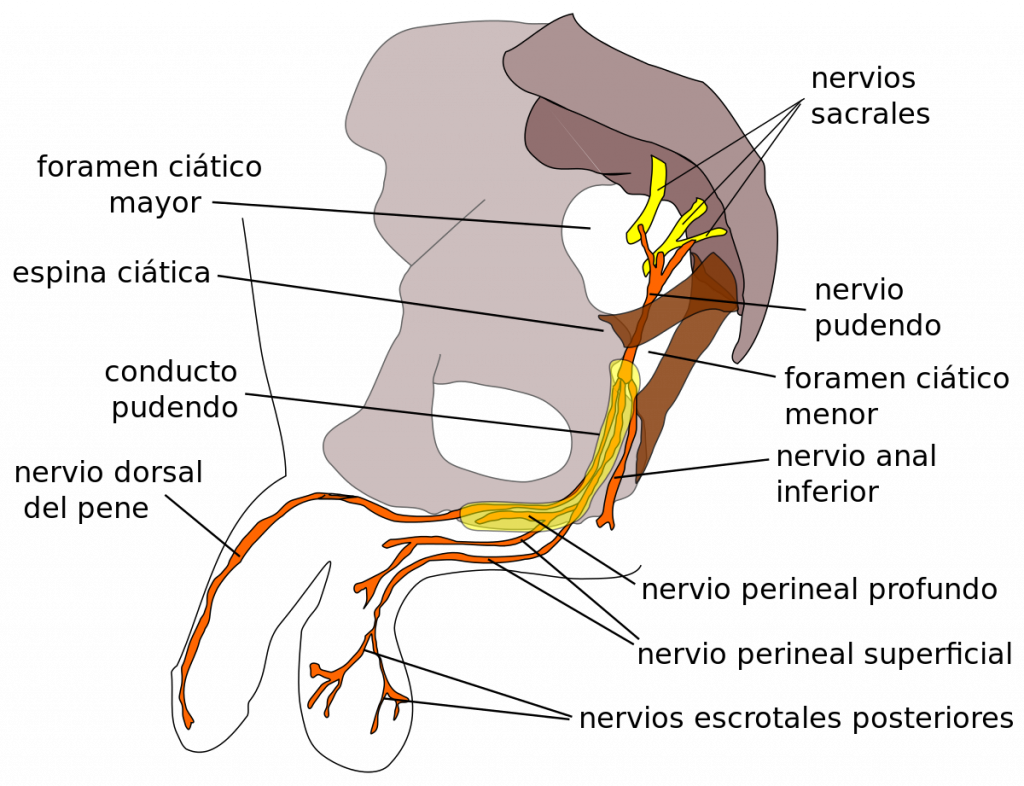 esquema de la anatomía del nervio pudendo