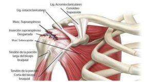 imagen anatomica de hombro para mostrar el manguito retador
